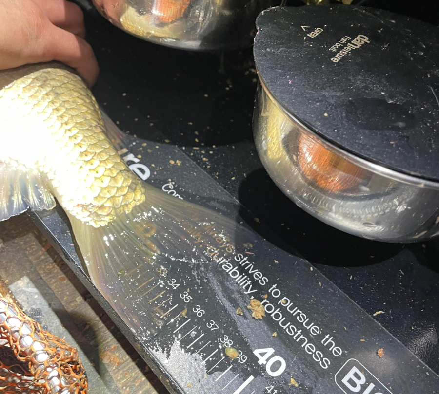 고막지 월척 붕어