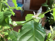 커피나무 꽃피우다