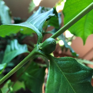 커피나무 열매맺다.