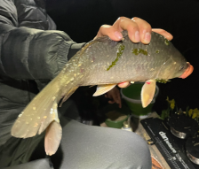 고막지 월척 붕어