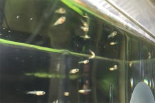 수고했어. 구피.